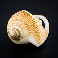 Кольцо из раковины Кольцо из раковины