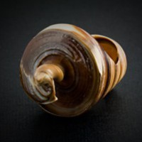 Кольцо из раковины
