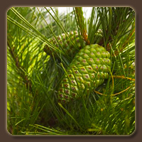   (African Pine)