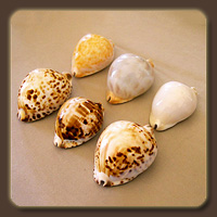   (Cowry)