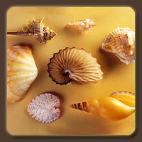   (Sea Shell)