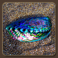   (Paua Shell)