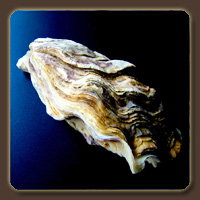   (Oyster Shell)