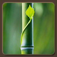  (Bamboo)