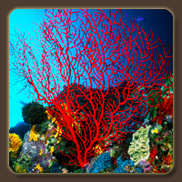  (Coral)