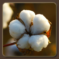  (Cotton)