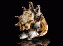 Кольцо из морской ракушки